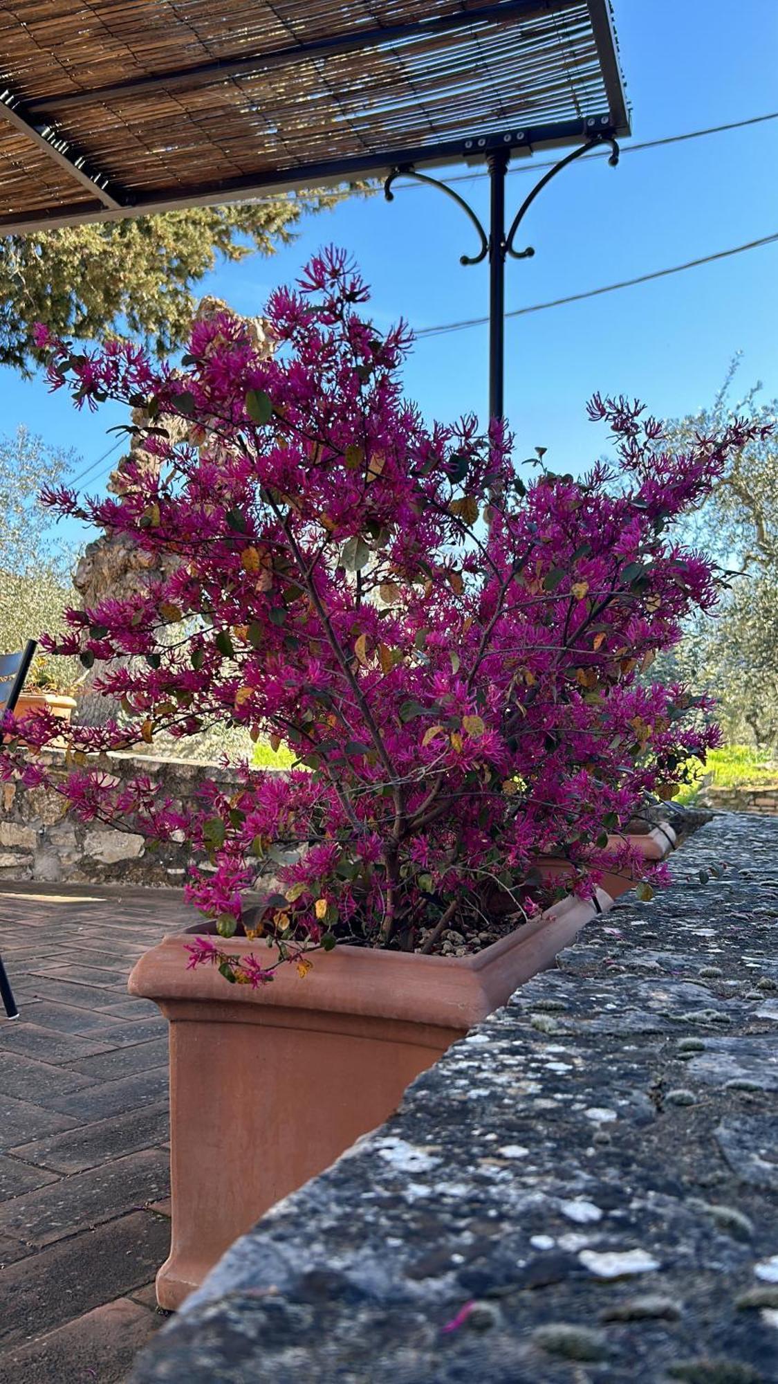 Borgo A Monti Di Sotto Βίλα Gaiole in Chianti Εξωτερικό φωτογραφία
